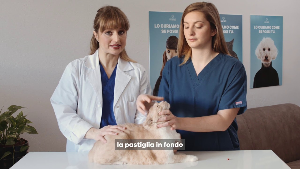 Come dare una pastiglia al tuo gatto