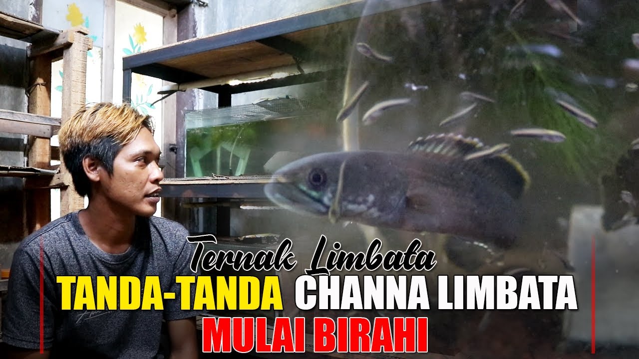 TANDA-TANDA CHANNA LIMBATA MULAI BIRAHI ||| Ternak Channa Limbata Versi