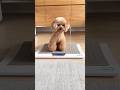 体重を操作する犬 Dog controlling weight #dog