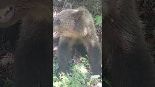 Cute and friendly looking bear chewing on a piece of bread