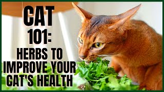 Cat 101: Herbs to Improve Your Cats Health