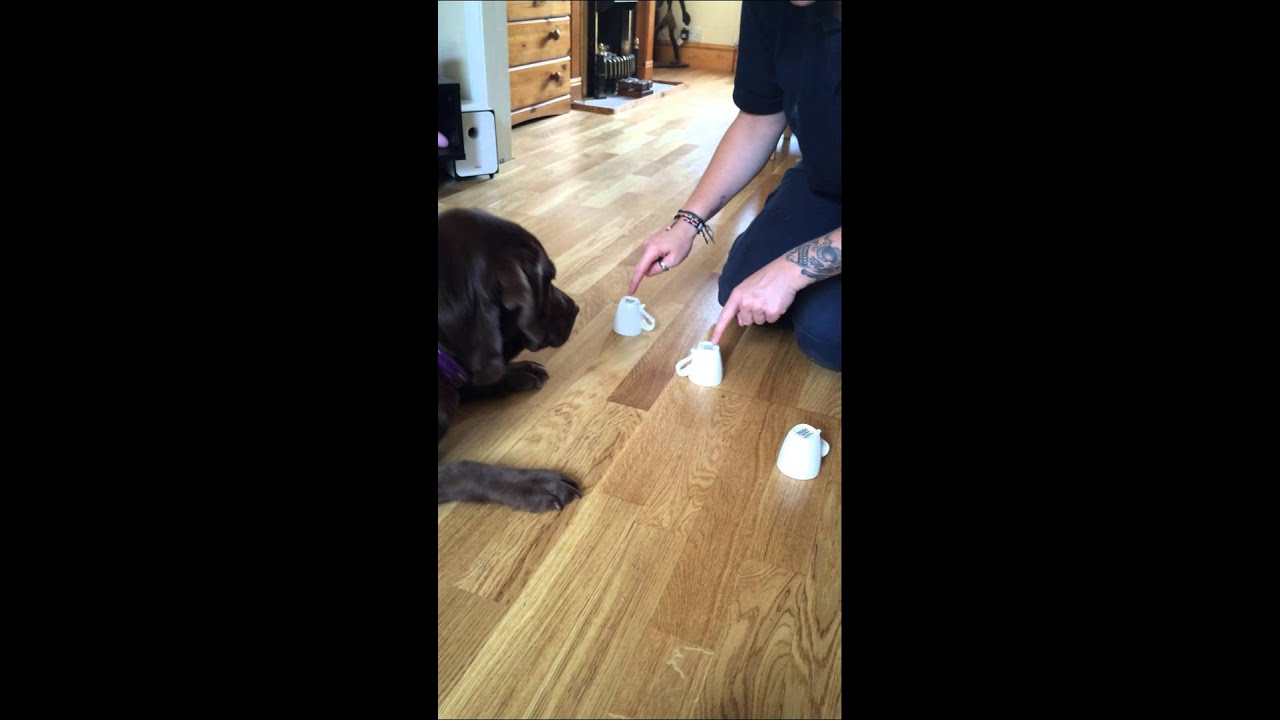 Dog playing cups YouTube