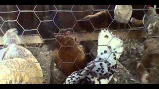 Chicken Barn Time Lapse 2