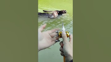 Cần câu bút mini 1,8m, rút gọn 25cm, bỏ túi câu cá tiện lợi #fishing #shorts