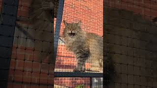 😻🌿Give your Cats Outdoor Freedom with a ProtectaPet Steel #Catio!