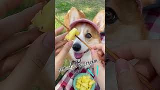 Fun-filled Holidays with Your Furry Friends! #CorgiAdventures #PetFriendlyTrips...