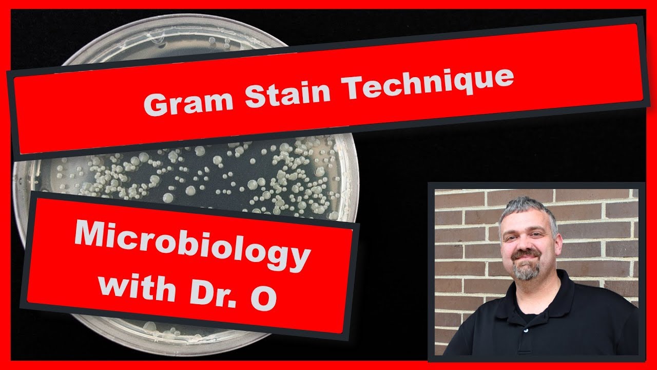 Gram Stain Technique: Microbiology Lab - YouTube