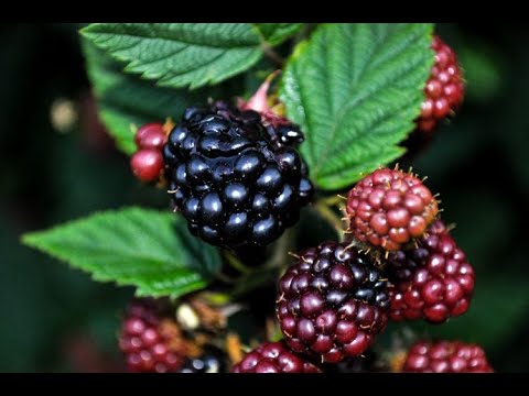 Video Lạc vào vườn cây mâm xôi đen | phúc bồn tử đen |... - youtube