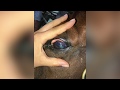 Equine ophthalmology advise from performance equine veterinary services