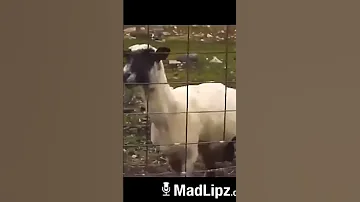 اسماعيل 