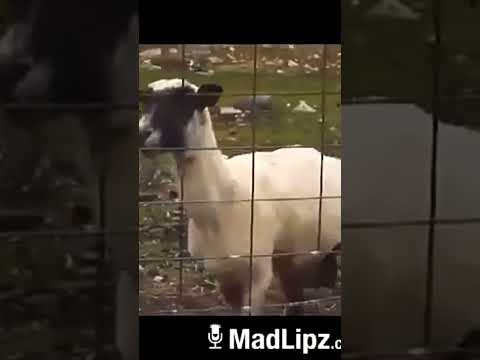 اسماعيل