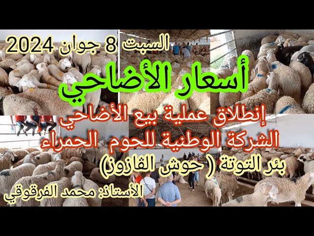 أسعار الأضاحي انطلاق عملية بيع الأضاحي في الشركة الوطنية للحوم الحمراء لاتراكو بئر التوتة 2024