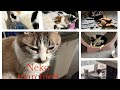 Neko marchie8 Cat′s home がライブ配信中!
