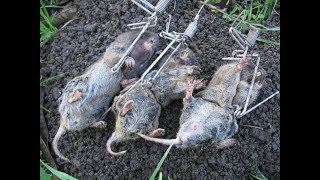7 Steps To Making The Most Effective Homemade Gopher Trap!