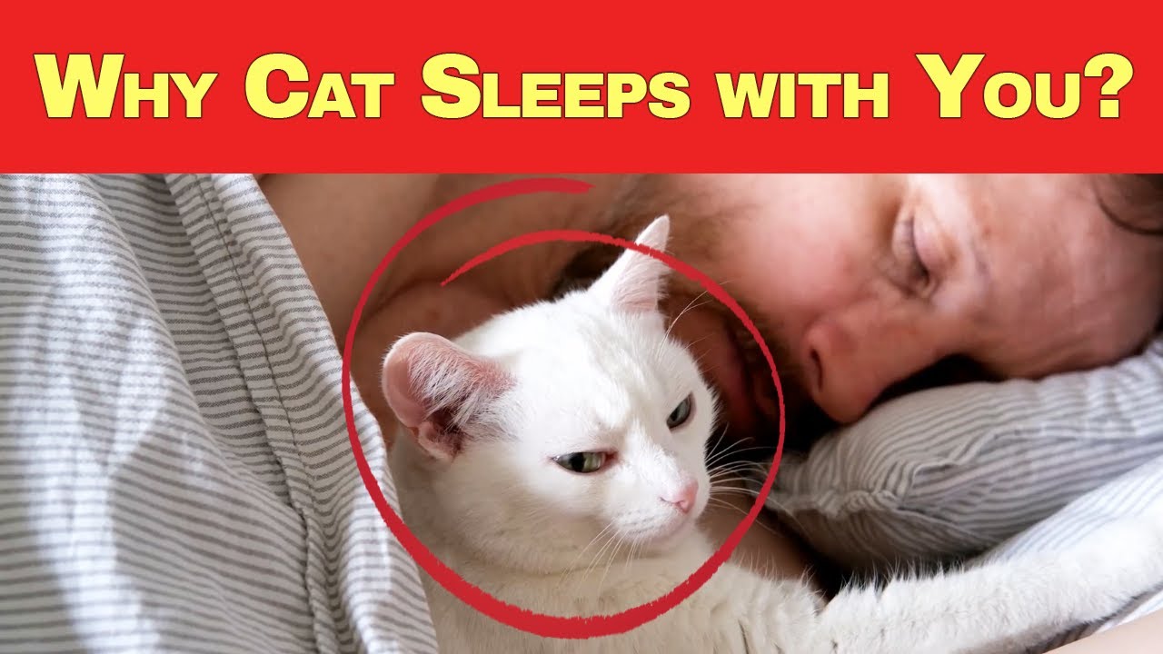 7 Reasons Why Your Cat Loves to Sleep With You