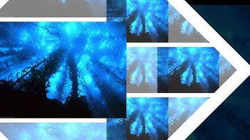 2002 Music Tribute - Deep Still Blue CD