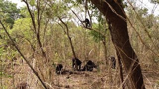 Isu Anthropologist Witnesses Rare, Lethal Aggression In African Chimps