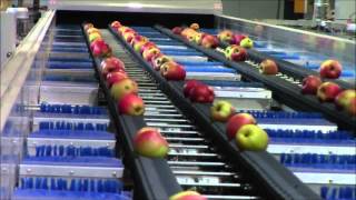 Apple packing and presorting line