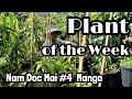 Plant of the week  nam doc mai 4 mango