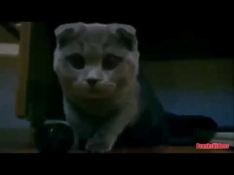 funny-cats-compilation-2019