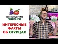 ИНТЕРЕСНЫЕ ФАКТЫ ОБ ОГУРЦАХ