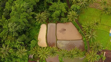 Indonesia Rice Fields | 4K UHD | ROYALTY FREE VIDEOS