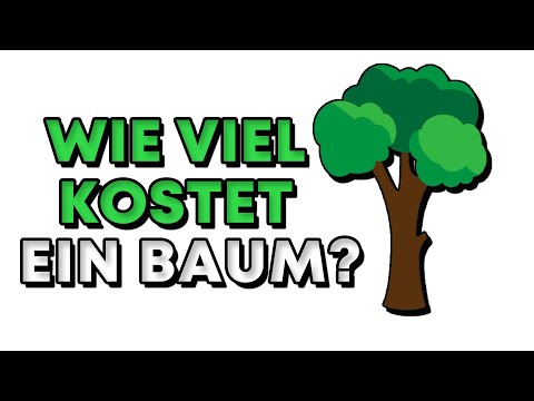 Video: Wie viel kostet Ahornbaum?