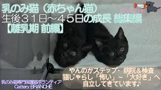 【離乳期 前編】やんのかステップ病院検査猫じゃらし怖い❤どんどんできる事が増えてます。乳のみ猫赤ちゃん猫生後日日の成長 2024年2月26日保護