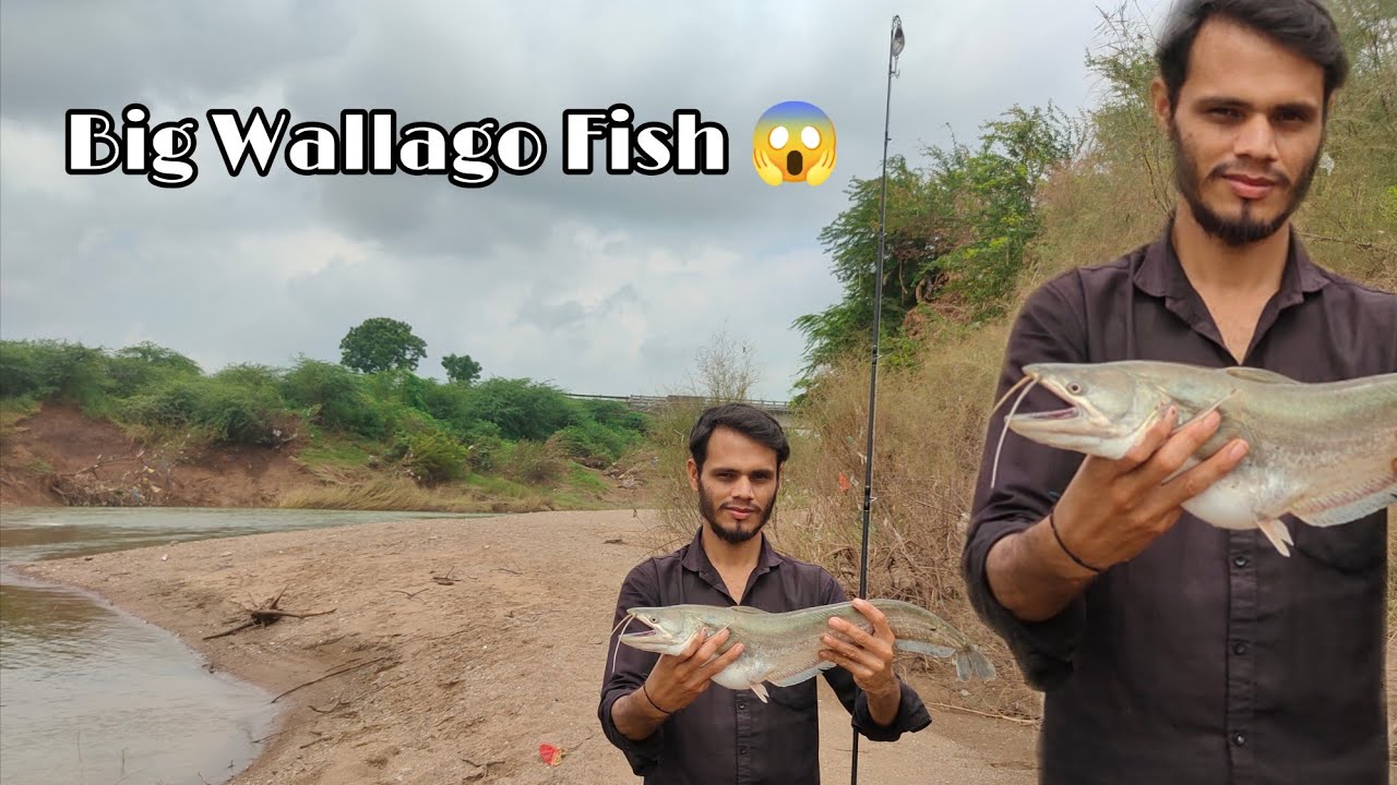 BIG😱 PATHAN FISH CATCHING VIDEOS || Big Wallago Attu catfish hunting Video | Fishing Videos 