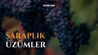 Dünyanın En Popüler Şaraplık Üzümlerin İsimleri Nelerdir?