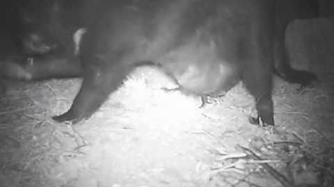 Tasmanian devil with young in pouch
