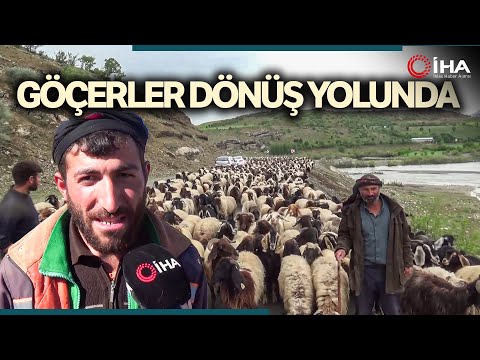 Göçerler, sürüleriyle birlikte 35 günlük göç yolunda