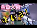 金魚好き必見!超高級金魚入荷!トロピカルフィッシュ佐野 金魚館