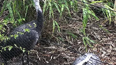 Woodland Park Zoo 4/19