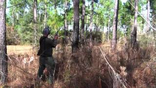 Quail Hunting With Jack Russell Terriers And A Brittany