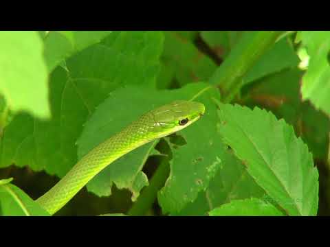 A Frequently Yawning Green Vine Snake (Opheodrys aestivus)