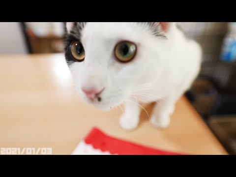 れお君夕食の様子🍚ナチュラハ・グレインフリー 🍚保護猫 【2021-01-03】