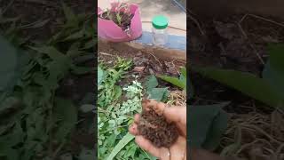 2nd layer of composting with medicinal herbs☘️#telugu #gardening #shotrs