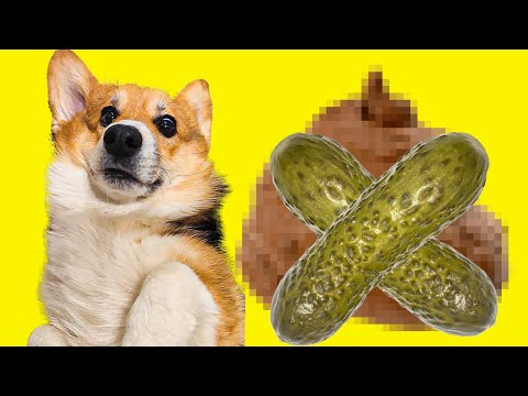 Я ПРОСТО СЪЕЛ ОГУРЕЦ... Корги Кекс Говорящая собака