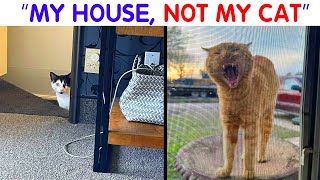 51 Of The Funniest “My House, Not My Cats” Moments That Have Ever Happened To Humans  cute cat