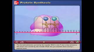 Sintesis de `proteínas  Video animado