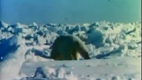 Fred Bear Polar Bear Hunt!