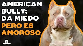 American Bully: 9 COSAS QUE DEBES SABER| PARTE 2