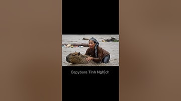 Capy dũng cảm giúp bà thoát khỏi nước lũ ❤️#capybara #capybaratinhnghich #xuhuong