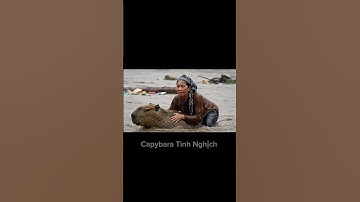 Capy dũng cảm giúp bà thoát khỏi nước lũ ❤️#capybara #capybaratinhnghich #xuhuong