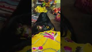 Hallo Guys Jhamri Ki Comedy Karwachouth रवडComedy