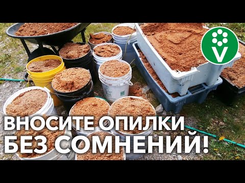 ДАЖЕ ТОНКИЙ СЛОЙ ОПИЛОК УЛУЧШАЕТ ПОЧВУ! Растениям понравится – убедитесь сами!