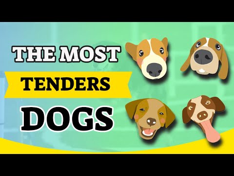 the-most-tender-dogs