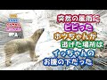 【未公開映像】今日も平和な天王寺動物園。そこには世界一仲の良い母と娘が暮らしていたのでした……。