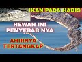 VIRALL‼️HEWAN PEMANGSA YANG MERESAHKAN AHIRNYA TERTANGKAP!!BEST NET FISHING